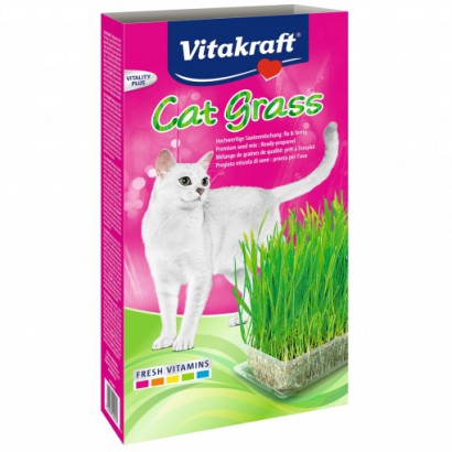 Cat Grass. Hierba Gatos