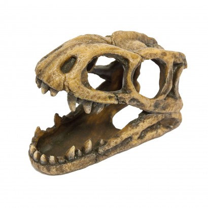 Cabeza Fosil Tiranosaurio Rex